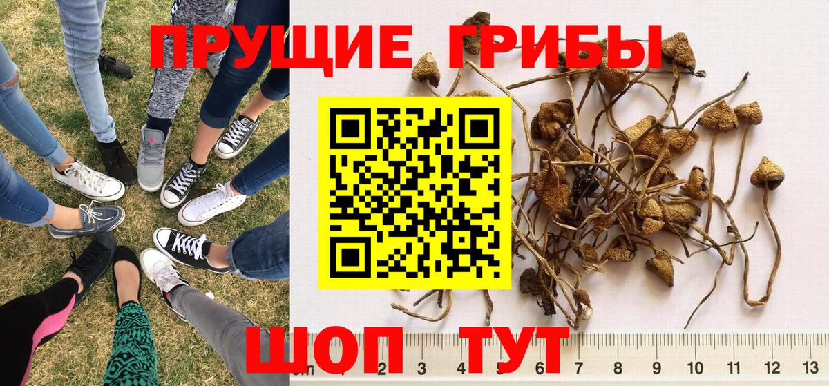 Галлюциногенные грибы ЛСД  Псилоцибиновые грибы GOLDEN TEACHER  Вятские Поляны  Вход с VPN 